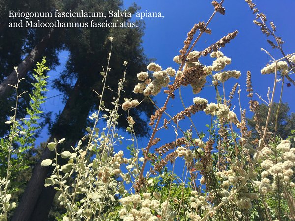 Eriogonum fasciculatum (California buckwheat), Salvia apiana (white sage), and Malacothamnus fasciculatus (bush mallow)