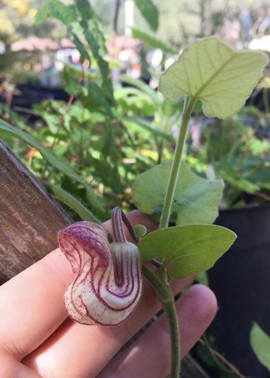 California Dutchman’s Pipe flower about to bloom