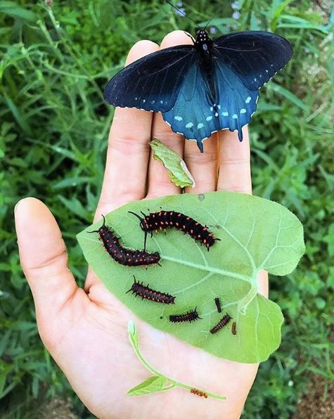 stages of a Pipevine Swallowtail
