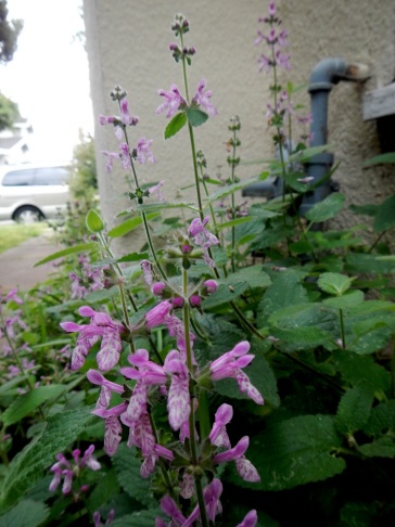 California hedge nettle (Stachys bullata)