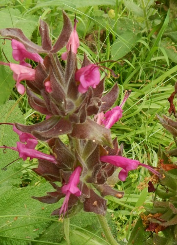 Hummingbird sage (Salvia spathacea)