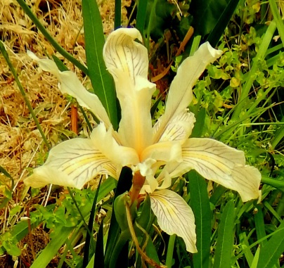 Fernald’s iris (Iris fernaldii)