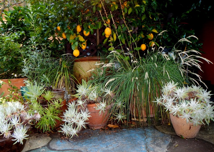 Live-forevers (Dudleya species)