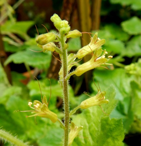 Piggyback plant (Tolmiea diplomenziesii)