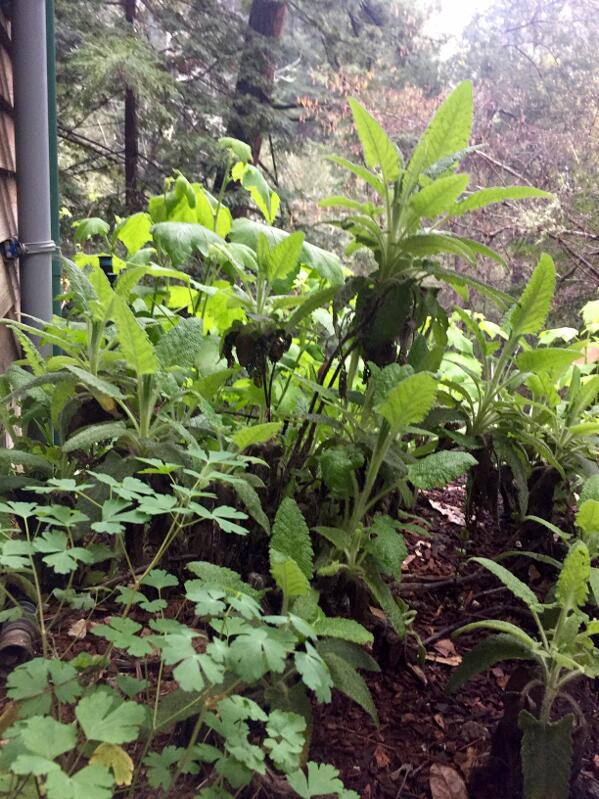 Hummingbird sage (Salvia spathacea) and crimson columbine (Aquilegia formosa), not yet in bloom