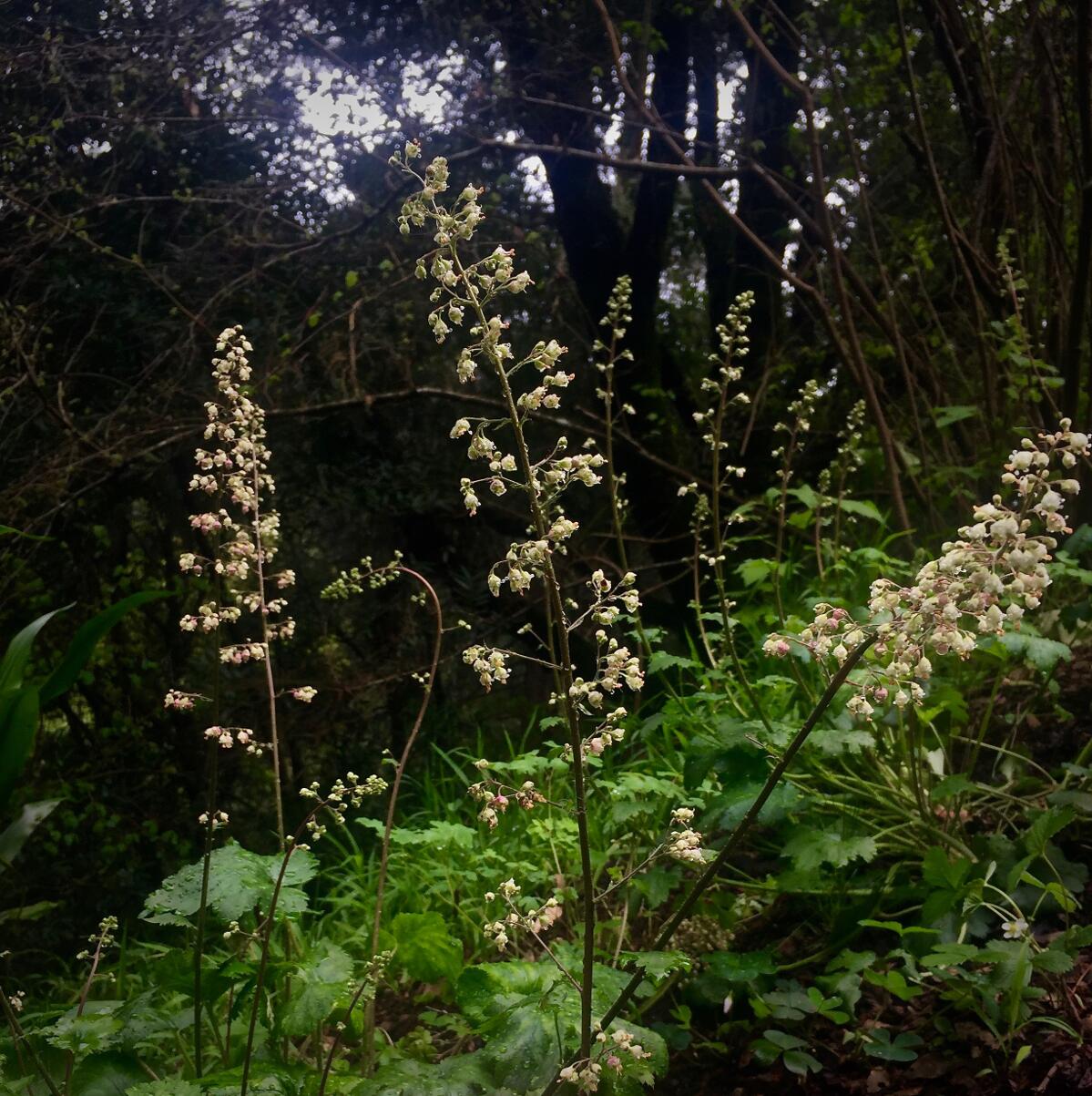 Alum root (Heuchera maxima) in a redwood shade garden