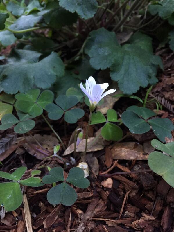 Redwood sorrel (Oxalis oregana), also known as redwood clover, in bloom