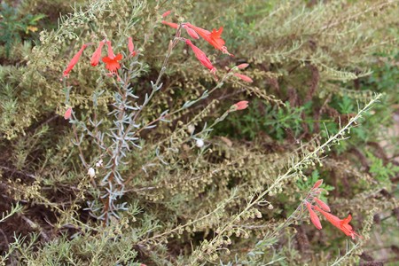 California Fuchsia (Epilobium canum) in flower