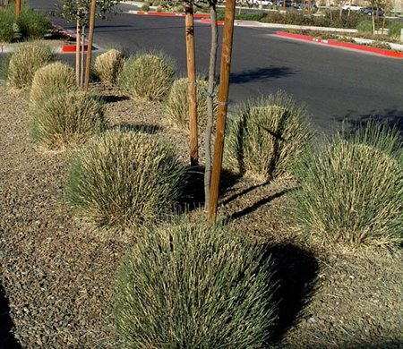 Manicured deer grass