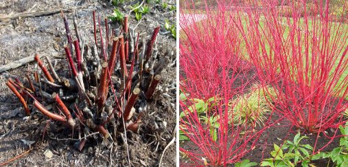 coppice pruning