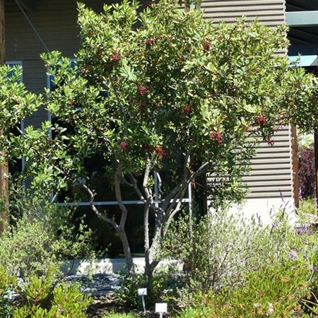 Toyon (Heteromeles arbutifolia) trained into a small tree