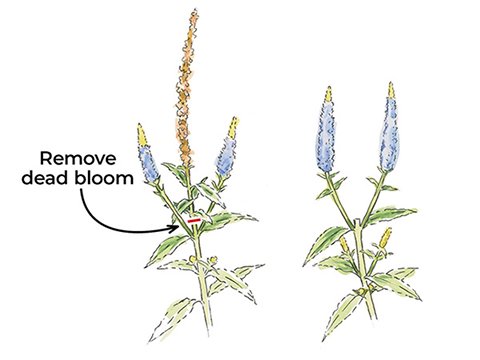 A diagram showing the removal of dead blooms during deadheading