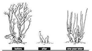 A diagram showing hard pruning