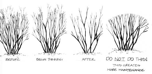 A diagram showing structural and aesthetic pruning