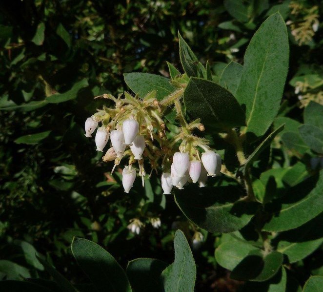 Arctostaphylos andersonii (Santa Cruz manzanita) showing urn-shaped blossoms