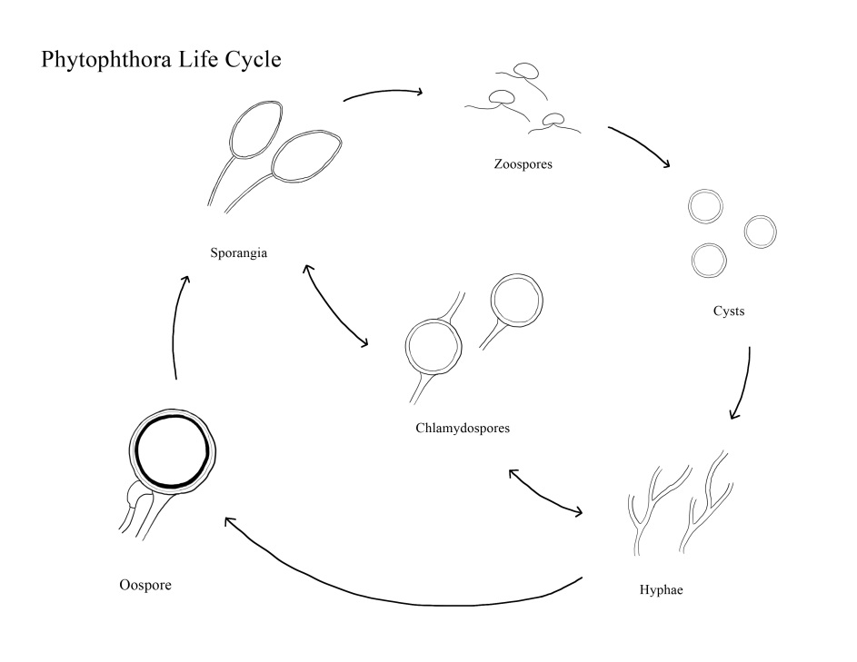 life cycle of Phytophthora