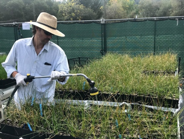 Aaron Fitch irrigating containers to test for Phytophthora