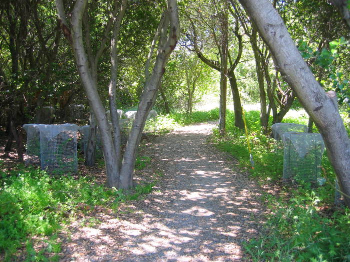 Stevens Creek path