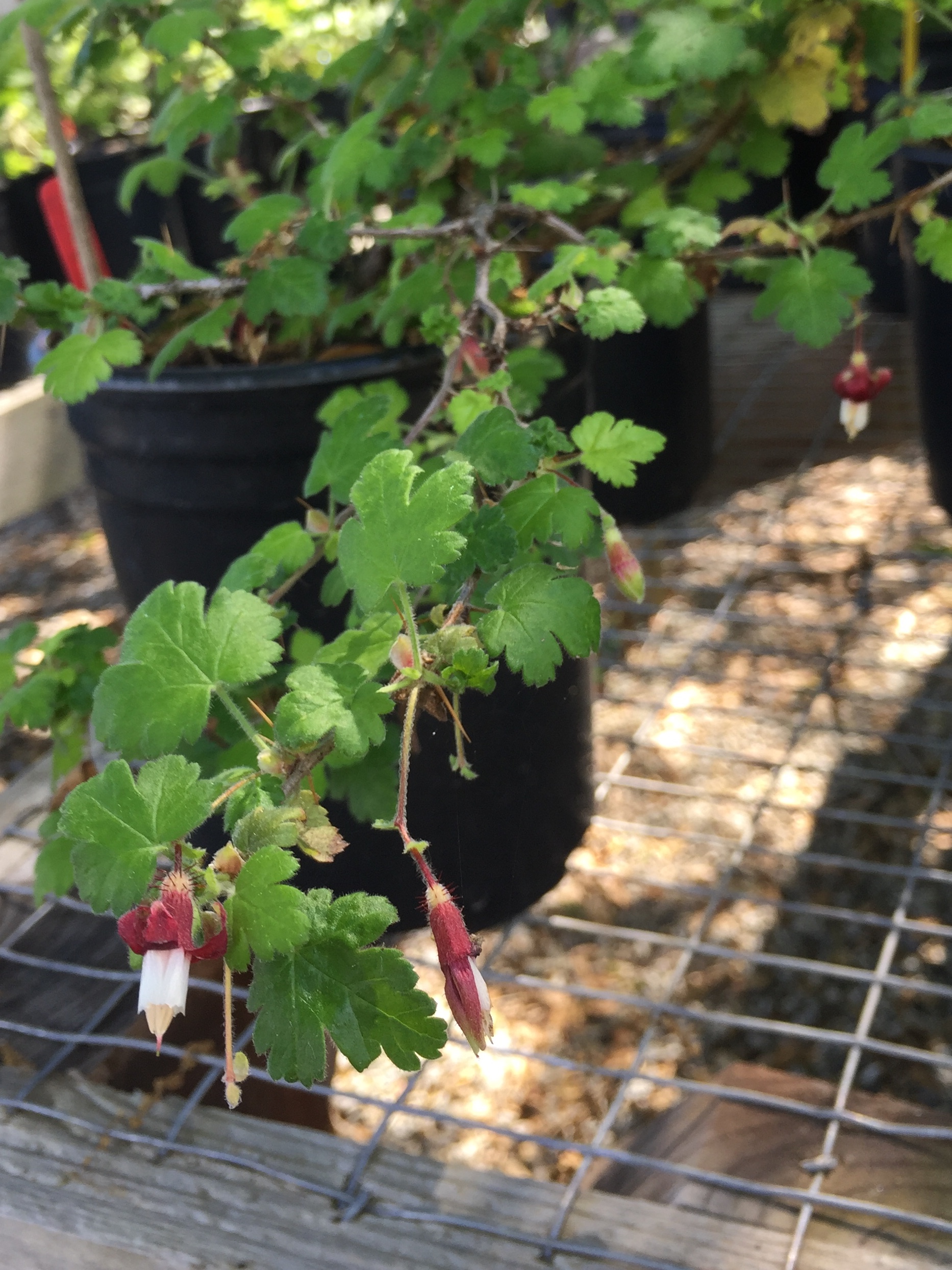 Ribes menziesii  canyon gooseberry  aromatic