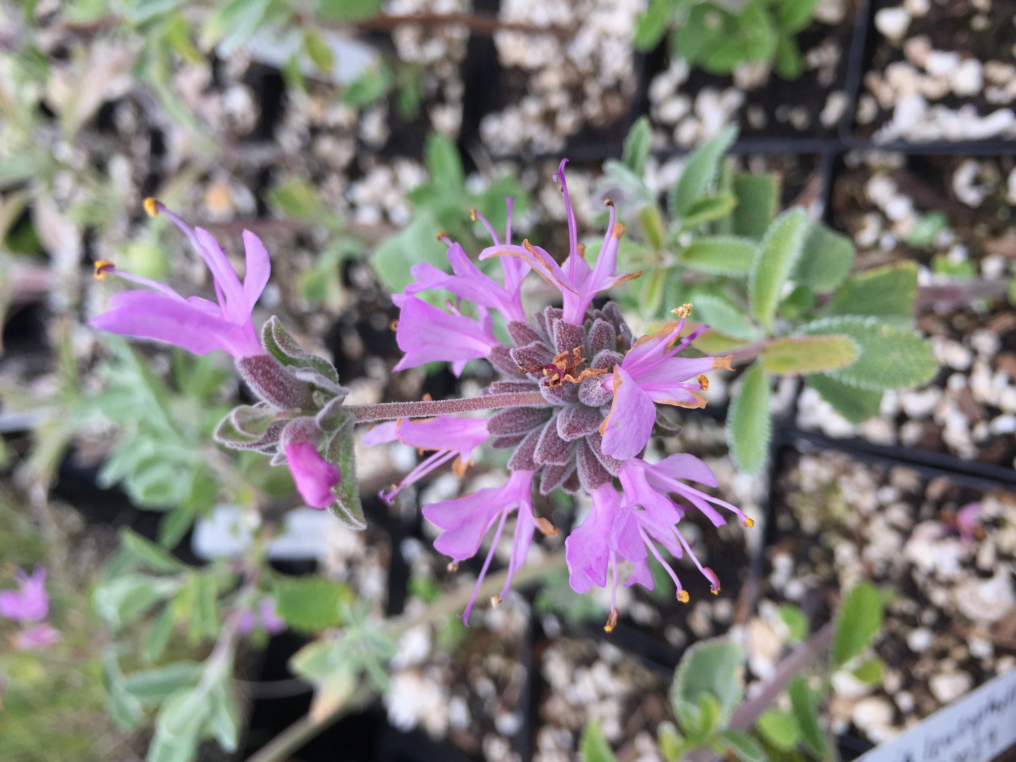 Salvia leucophylla  purple sage  deer resistant  pollinator species