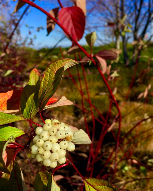 Red Osier Dogwood A Plant for Every Season