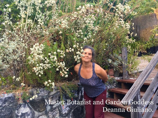 Deanna Giuliano (botanist) standing amdist the drought-tolerant pollinator plants in her and Aaron's California native garden, showing sprays of white Eriogonum fasciculatum (California buckwheat) flowers