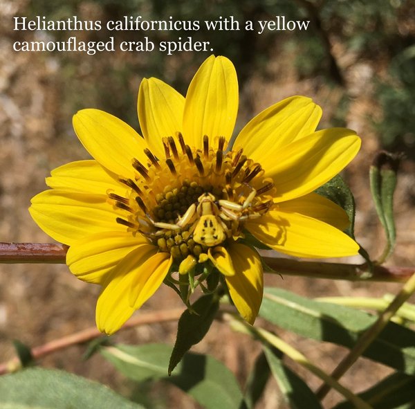 A crab spider at home in the bright yellow flower of Helianthus californicus (California sunflower)