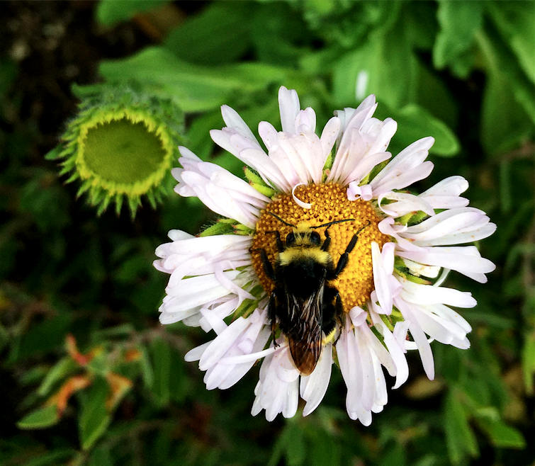 A yellow-faced bumblebee (Bombus vosnesenskii) landing on a flower