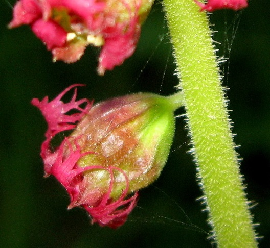Fringe cups (Tellima grandiflora)