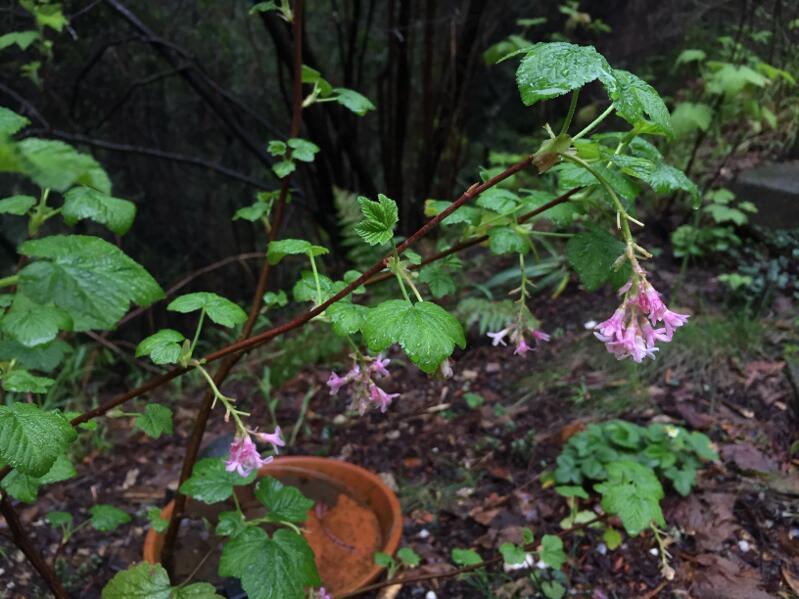 Redflowering currant (Ribes sanguineum) showing off its pink flowers in a shade garden
