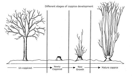 A diagram of coppice pruning a tree