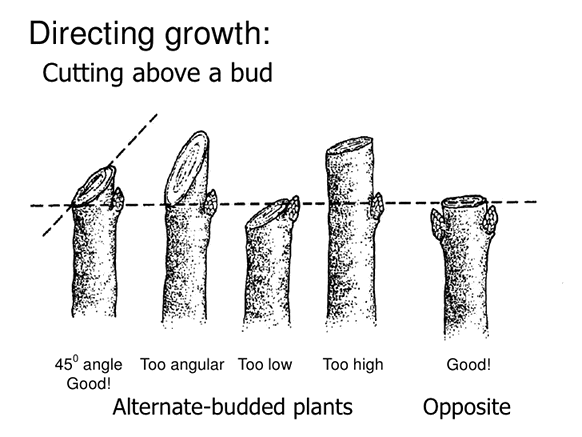 A diagram showing right and wrong ways of making pruning cuts