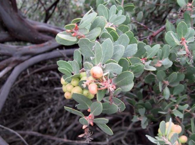 Arctostaphylos silvicola (Bonny Doon Manzanita) growing in Bonny Doon, California