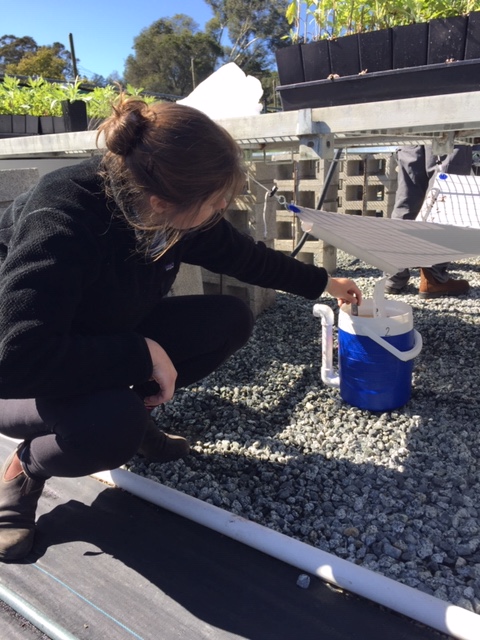 checking water temperature of the collection vessels during a test for Phytophthora