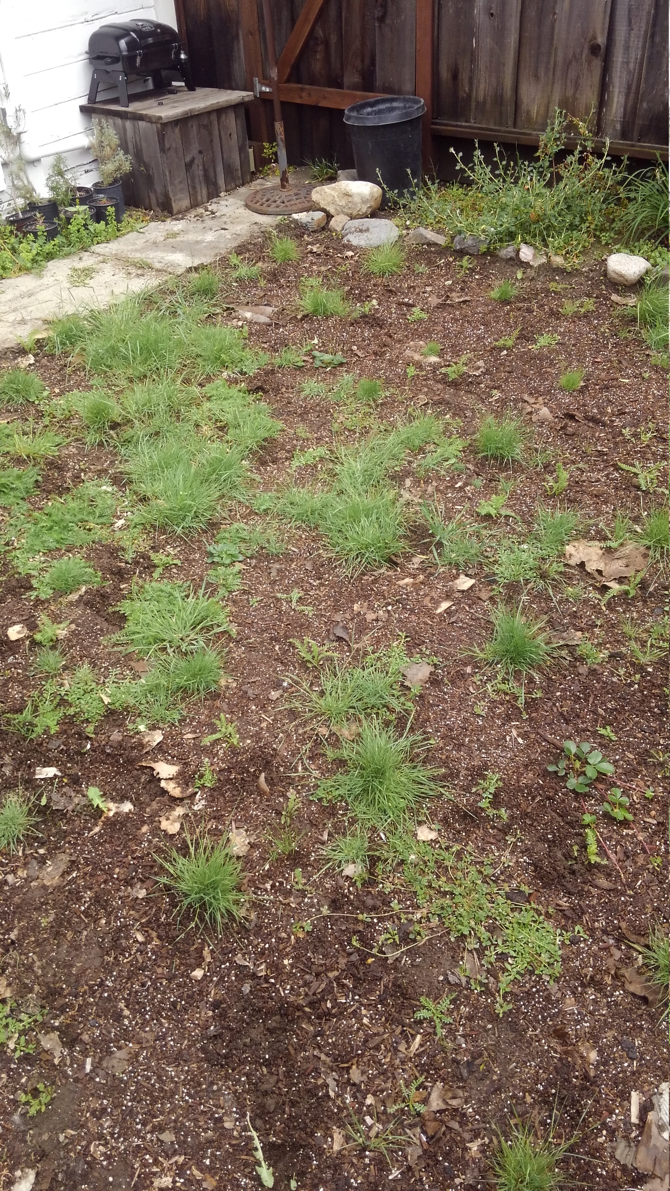 The stages of replacing the lawn