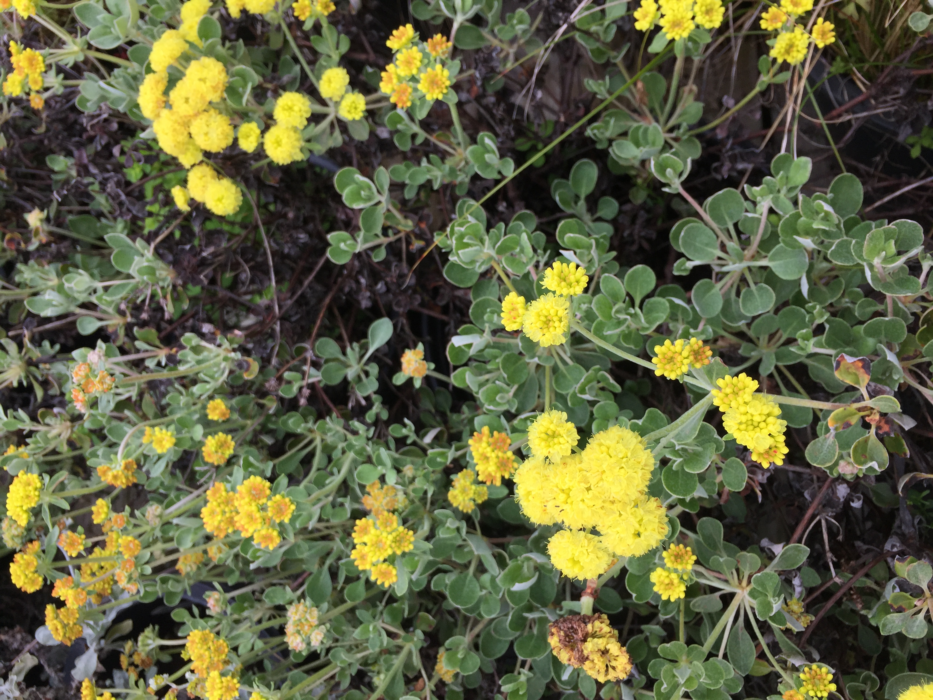 Eriogonum crocatum  wild buckwheat  bright yellow flowers
