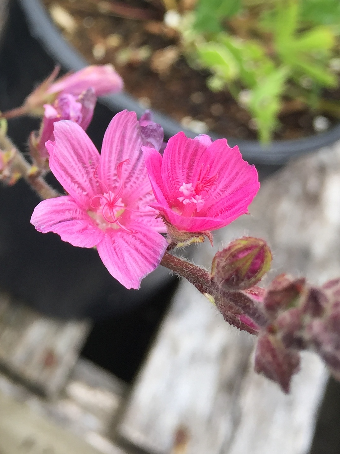 Sidalcea malviflora  checkerbloom  pink flowers