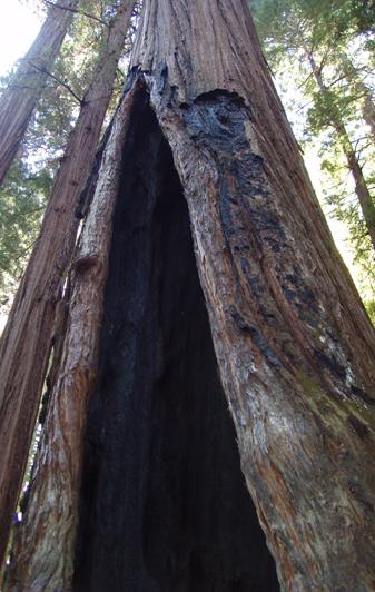 Redwood tree growing after fire damage