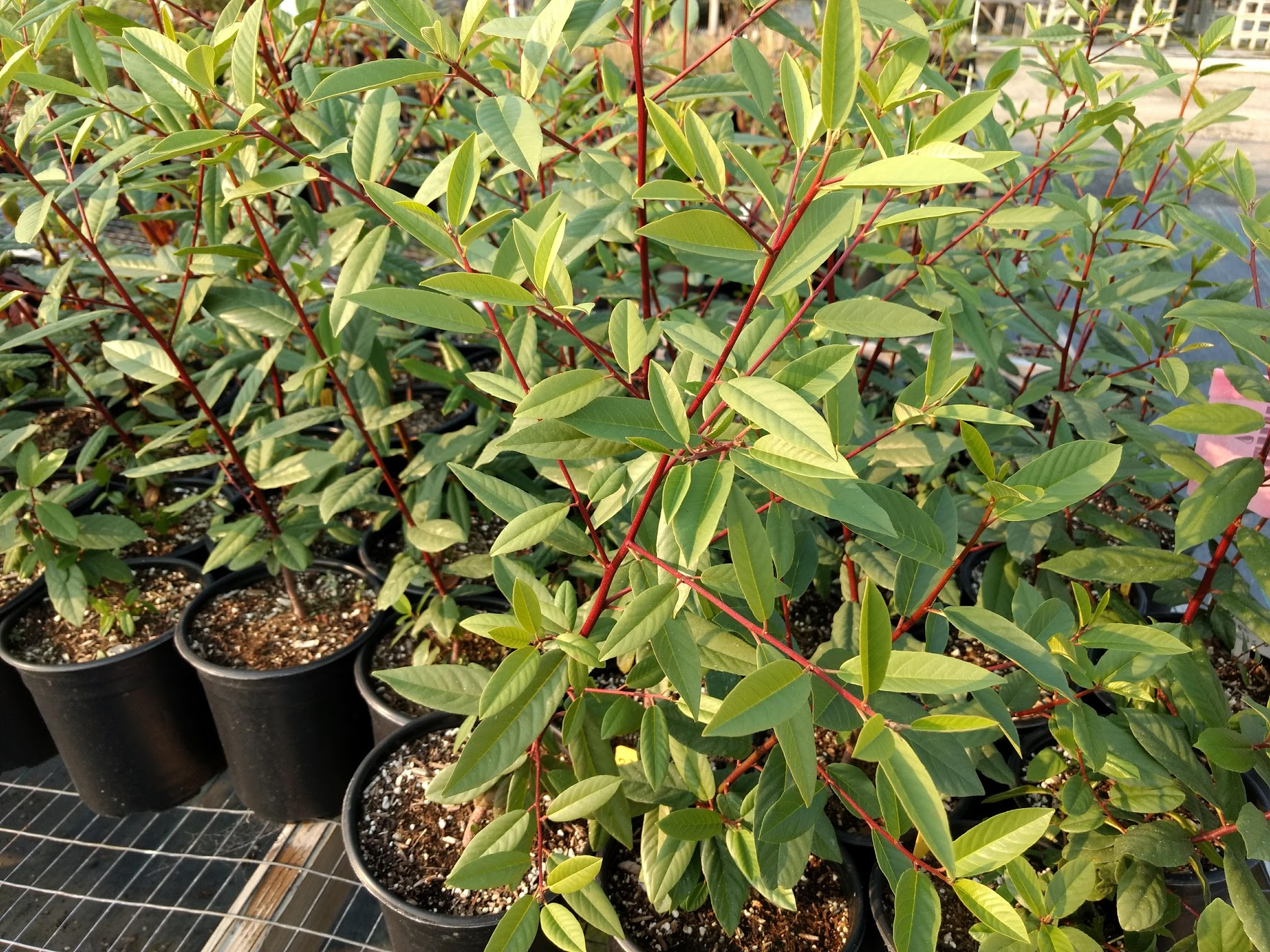 Frangula californica  Coffeeberry