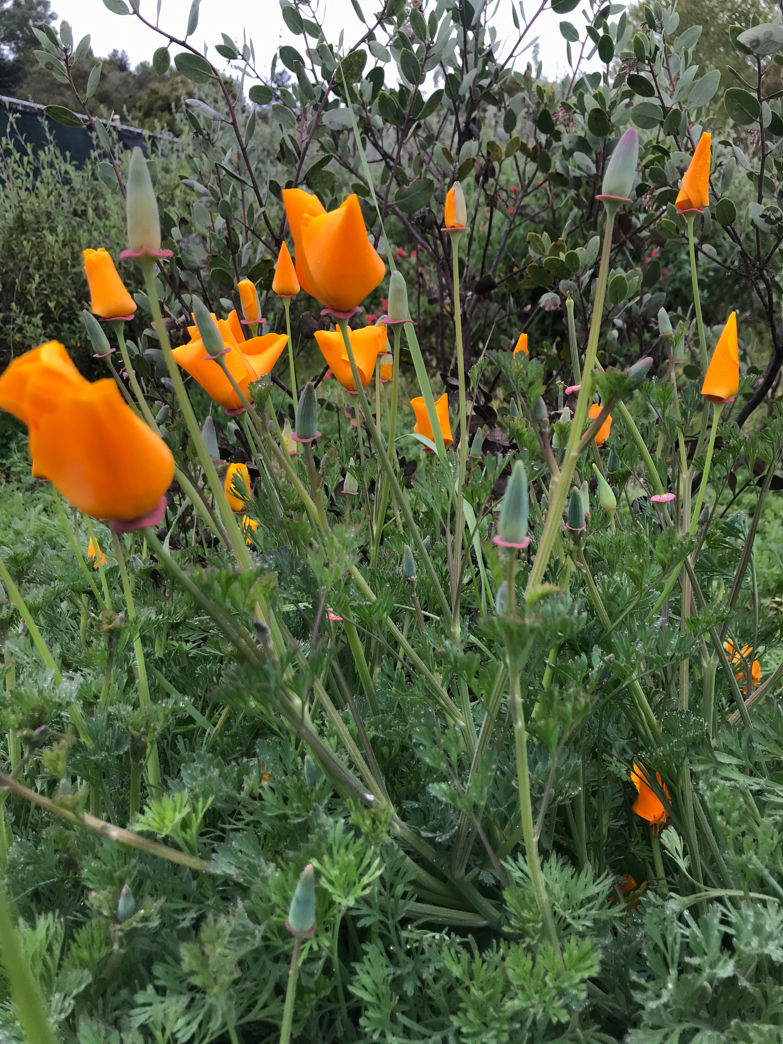 Eschscholzia californica (California poppy)