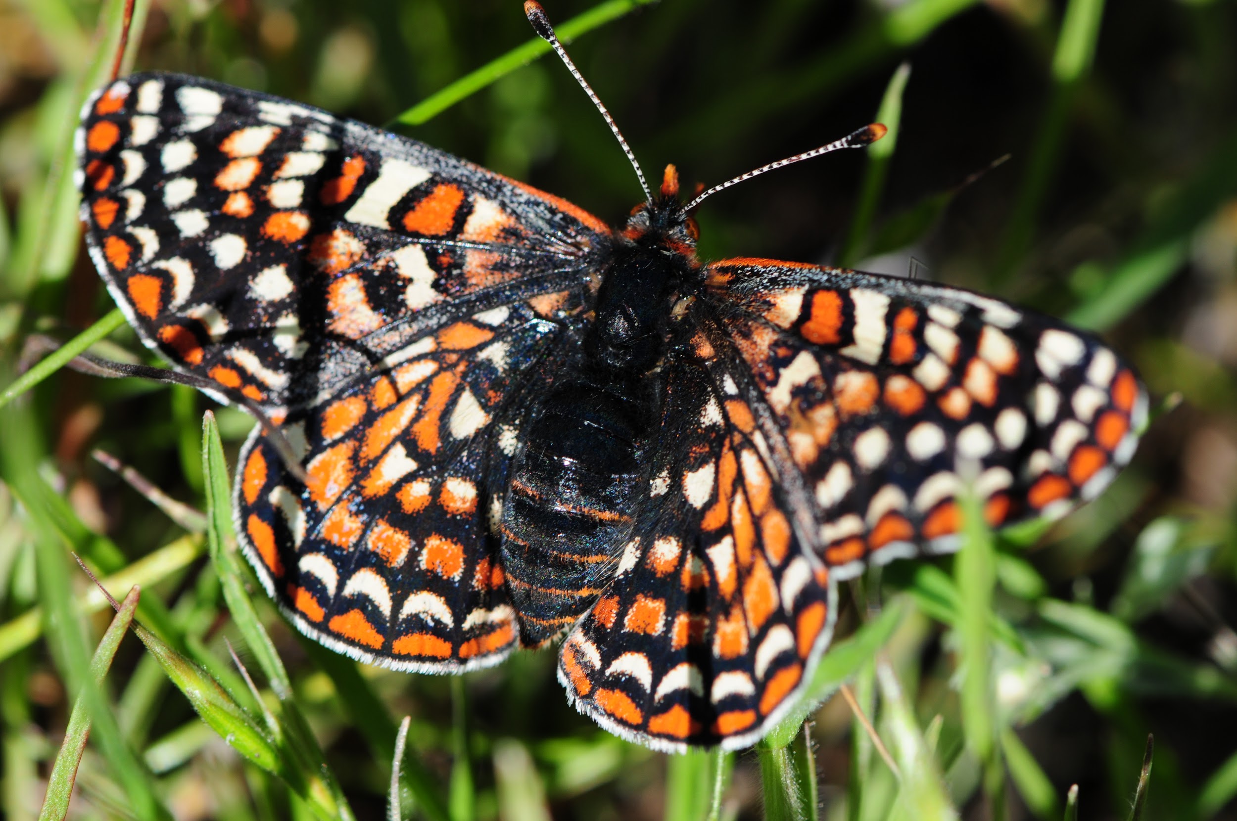 Checkerspot butterfly