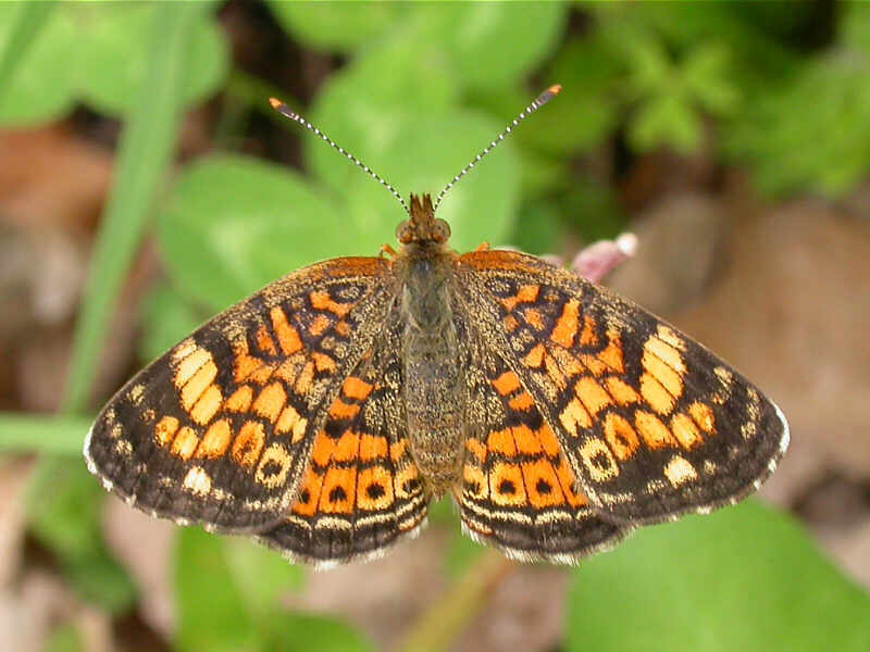 Crescent butterfly