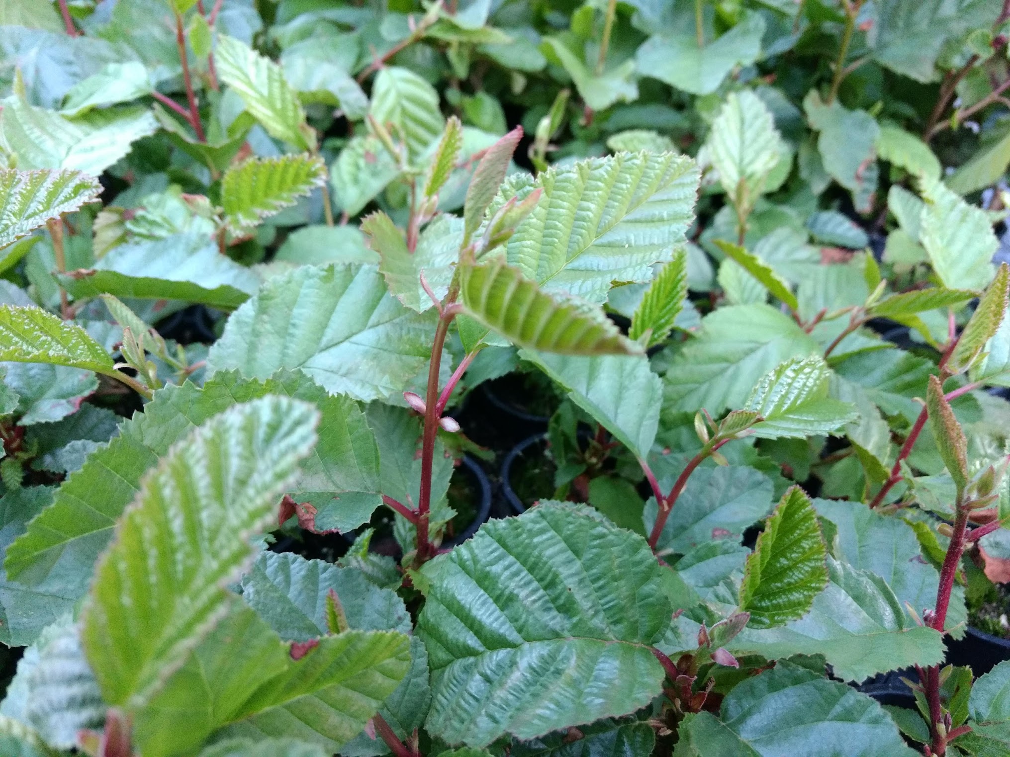 Alnus rhambifolia